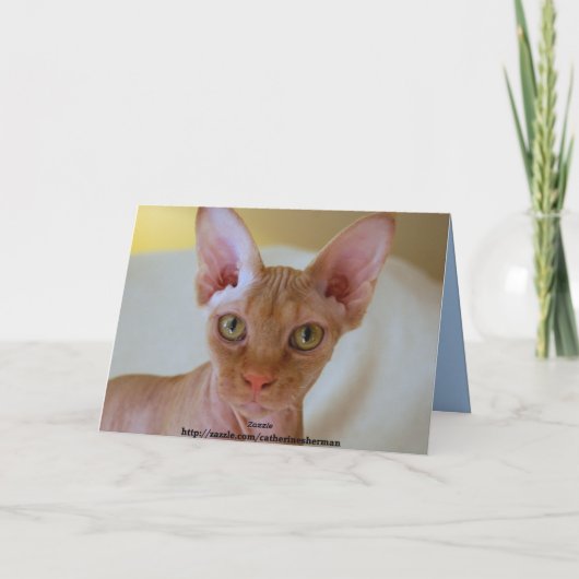 Chat Sphinx Avec Carte Bleue Tinsel (Dos)