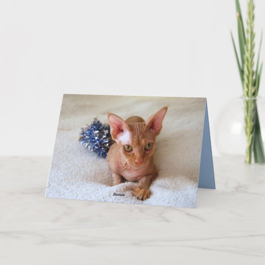 Chat Sphinx Avec Carte Bleue Tinsel (Dos)