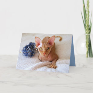 Chat Sphinx Avec Carte Bleue Tinsel