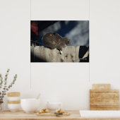 Chat sur clôture (13) Poster (Cuisine)