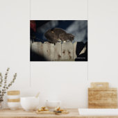 Chat sur clôture (14) Poster (Cuisine)