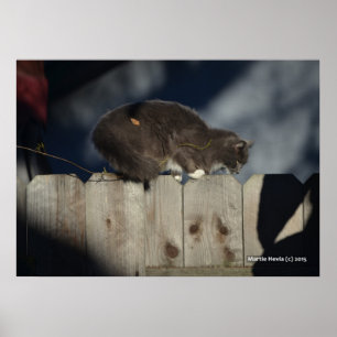Chat sur clôture (14) Poster