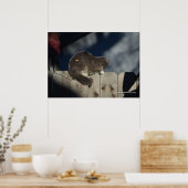 Chat sur clôture (16) Poster (Cuisine)