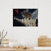 Chat sur clôture (19) Poster (Cuisine)