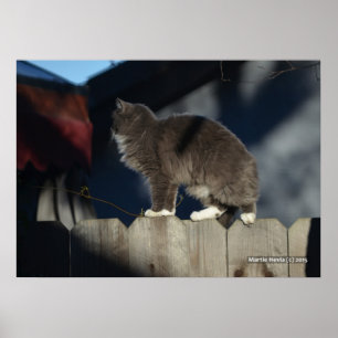 Chat sur clôture (20) Poster