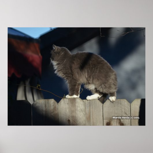 Chat sur clôture (20) Poster (Devant)