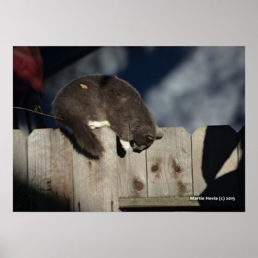 Chat sur clôture (4) Poster (Devant)