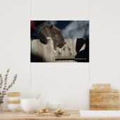 Chat sur clôture (5) Poster (Cuisine)