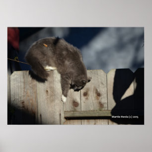 Chat sur clôture (5) Poster