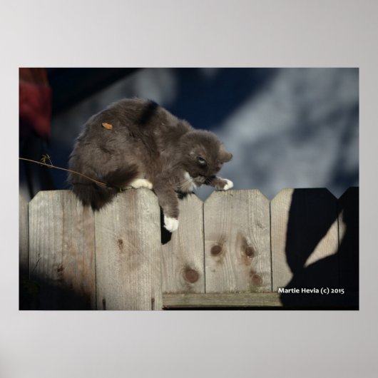 Chat sur clôture (9) Poster (Devant)