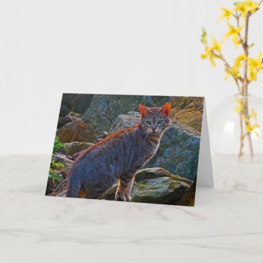 Chat sur la carte de sondage (Fleur jaune)