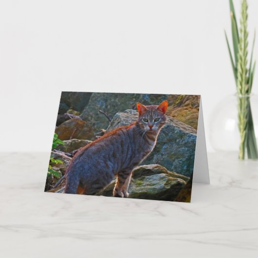 Chat sur la carte de sondage (Devant)