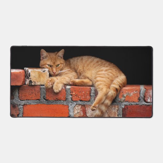 Chat sur mur de brique (Recto)