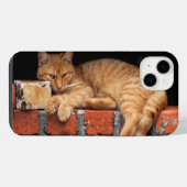 Chat sur un mur de briques (Verso Horizontal)