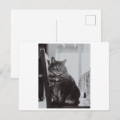 CHAT SUR UNE CARTE POSTALE PHOTOGRAPHIQUE (Devant / Derrière)