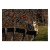 Chat Sur Une Clôture (Devant horizontal)