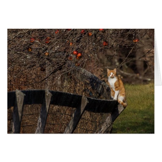 Chat Sur Une Clôture (Devant horizontal)