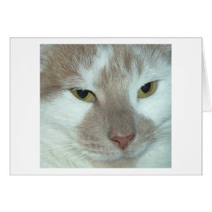 Chat Tabby Blanc et Orange
