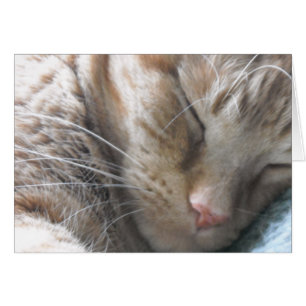 Chat Tabby Orange
