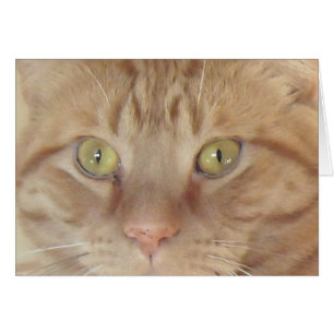Chat Tabby Orange