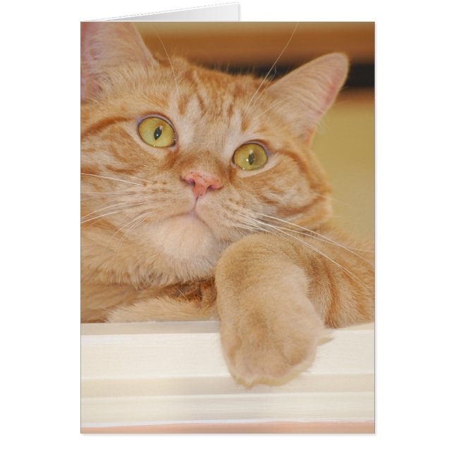 Chat Tabby Orange (Devant)