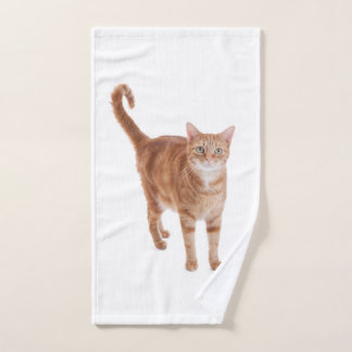 Chat Tabby Orange
