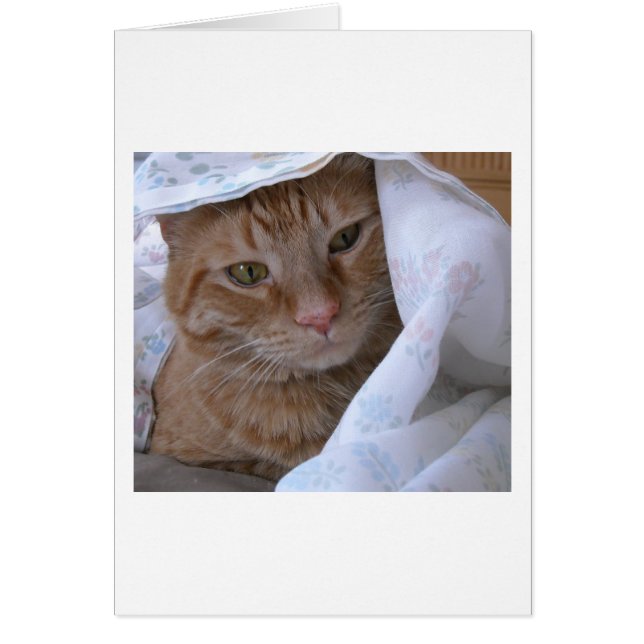 Chat Tabby Orange (Devant)