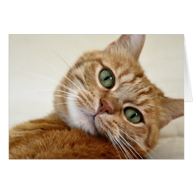 Chat Tabby Orange aux yeux verts (Devant horizontal)