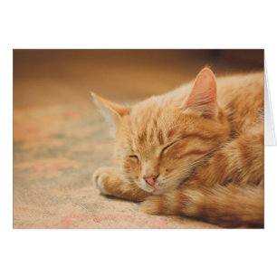 Chat Tabby Orange Dormant