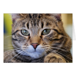 Chat tigré aux yeux verts sérieux