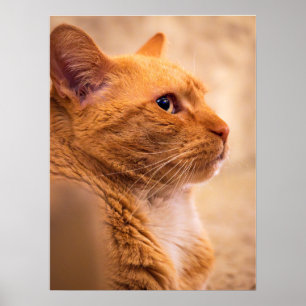 Chat Tigré Orange - Art Mural Portrait Chaleureu