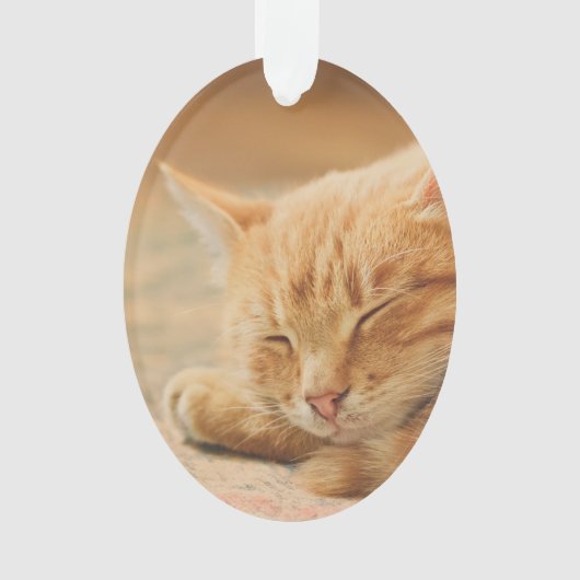 Chat tigré orange de sommeil (devant)