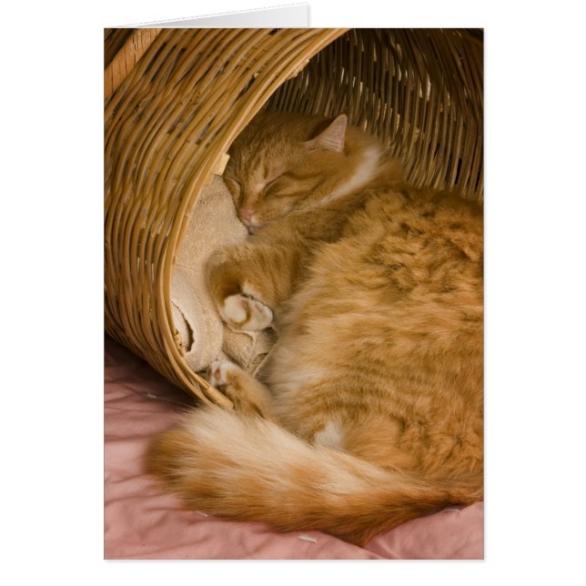 Chat tigré orange dormant dans un panier (Devant)