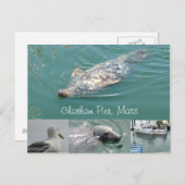 Chatham, carte postale de masse avec de mignons ph (Devant / Derrière)