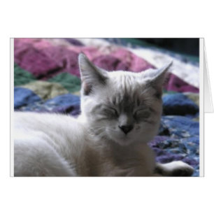 chaton 1