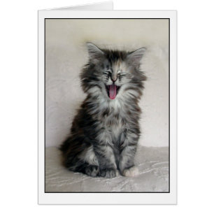 Chaton avec une grande expression