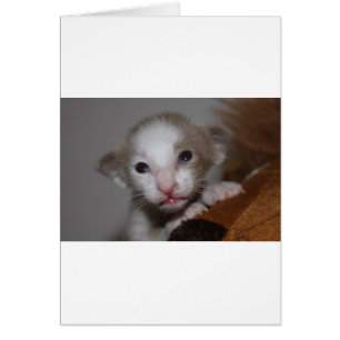 Chaton bébé ridicule