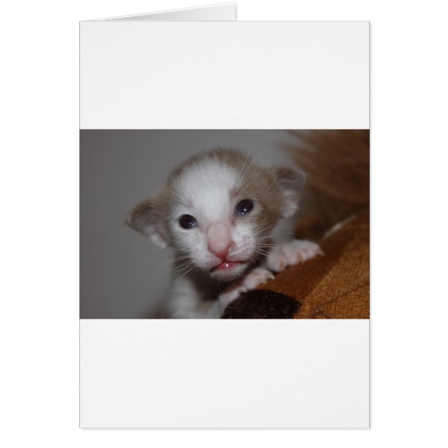 Chaton bébé ridicule (Devant)