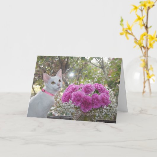 Chaton blanc et carte rose d'oeillets (Fleur jaune)