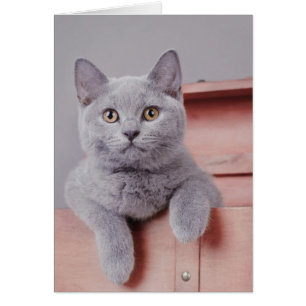 chaton britannique shorthair