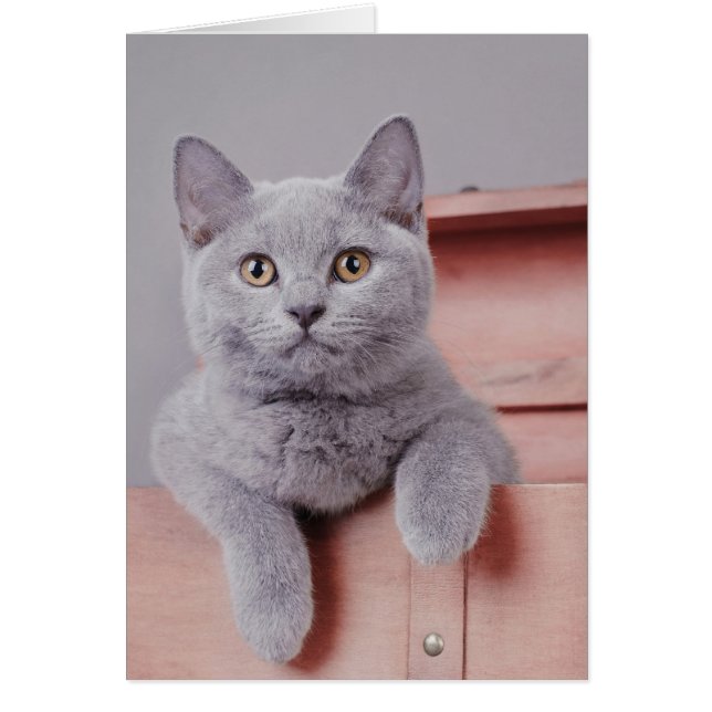 chaton britannique shorthair (Devant)