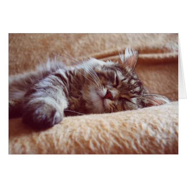 Chaton couchant (Devant horizontal)