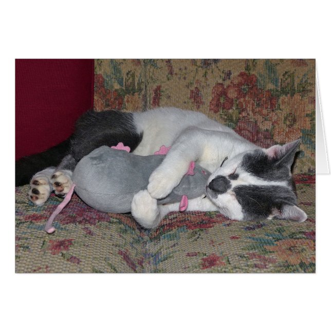 Chaton couchant (Devant horizontal)