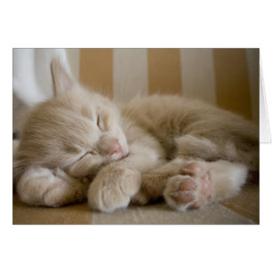 Chaton couchant