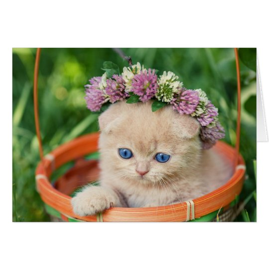 Chaton Dans La Couronne De Fleur De Panier Zazzle Be