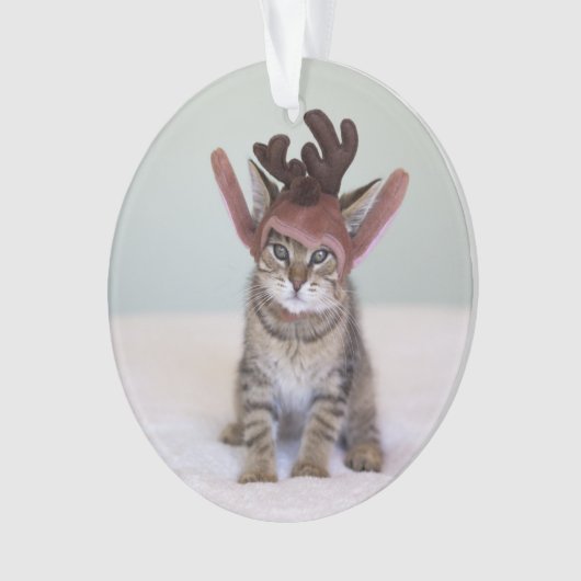 Chaton de Noël (devant)