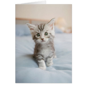 Chaton de ragondin du Maine