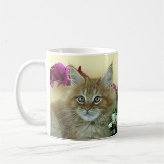 Chaton de ragondin du Maine de tasse