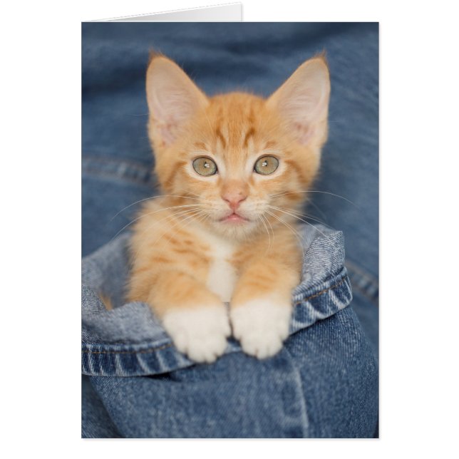 Chaton d'orange de bébé de blue-jean (Devant)