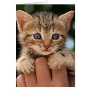 Chaton doux de bébé